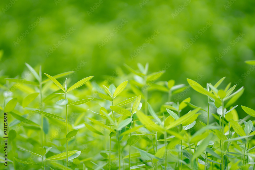 green grass with water drops green grass with water drops