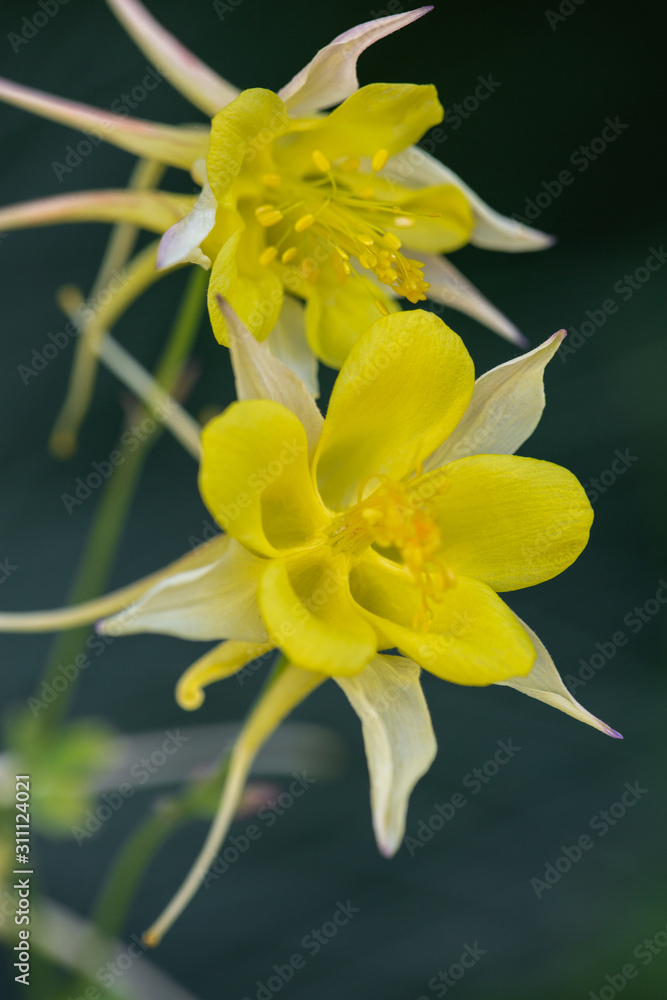 yellow columbine yellow columbine