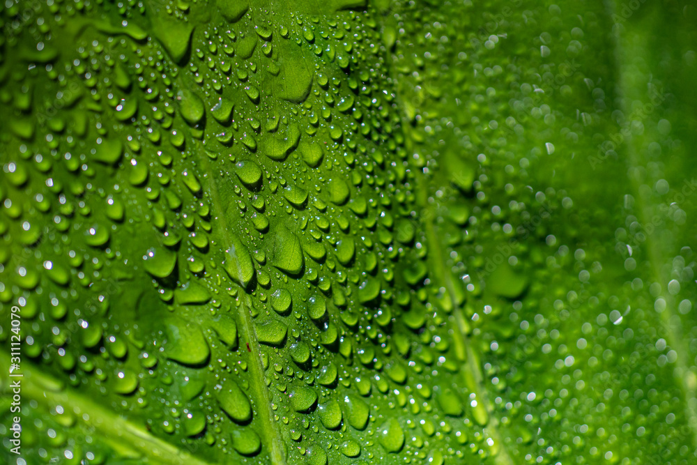 drops of water on leaf