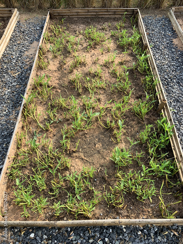Vegetable plot and soil preparation in the garden