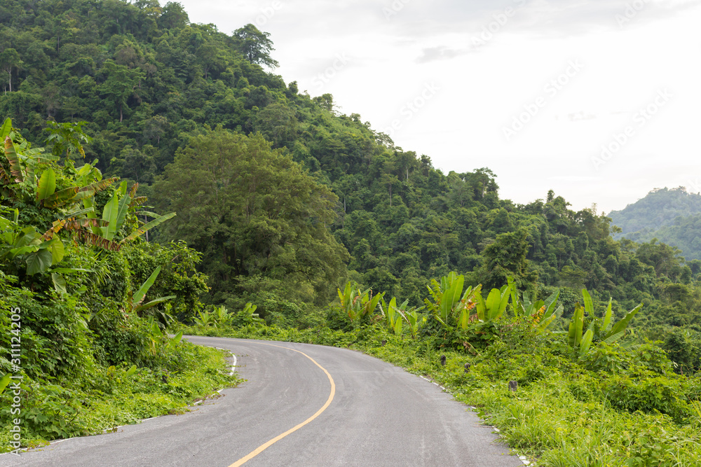 road in the forest