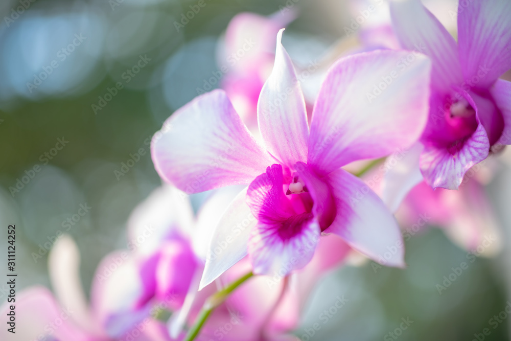 Fototapeta premium Flower Nature, Close up Of Orchids In Nature.