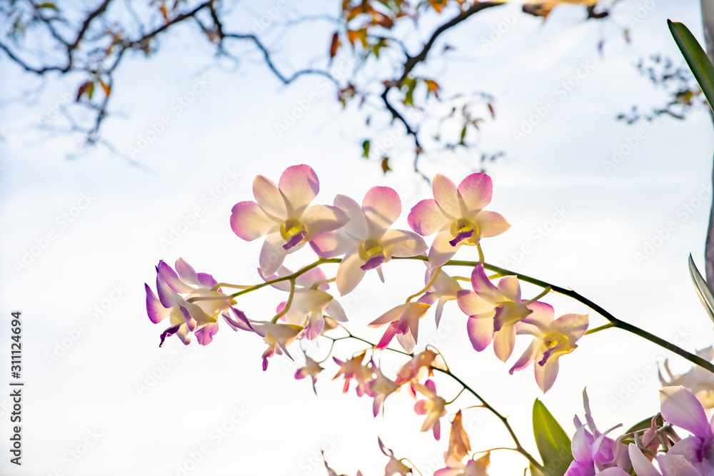 Flower nature background, Close up orchid in nature light Flower nature background, Close up orchid in nature light