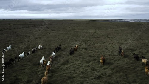 Horses running free in iceland photo