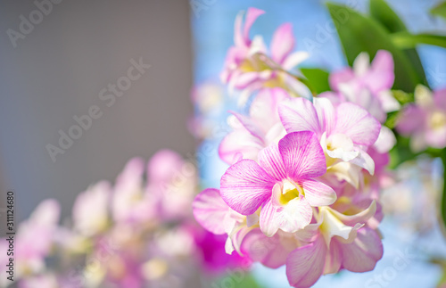 Flower nature background  Close up orchid in nature light