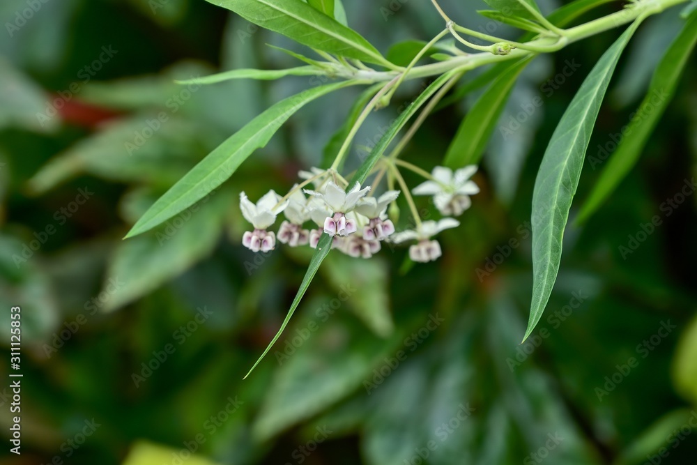 可憐な満開のフウセントウワタの花 Stock Photo Adobe Stock 可憐な満開のフウセントウワタの花 Stock Photo Adobe Stock