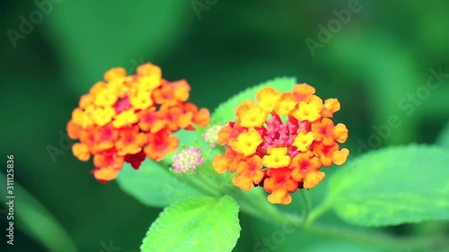 orange yellow lantana camara various color bloom in the garden1 photo