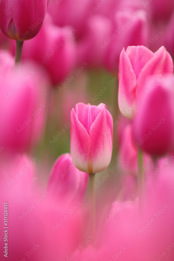 ピンク色のチューリップの花畑