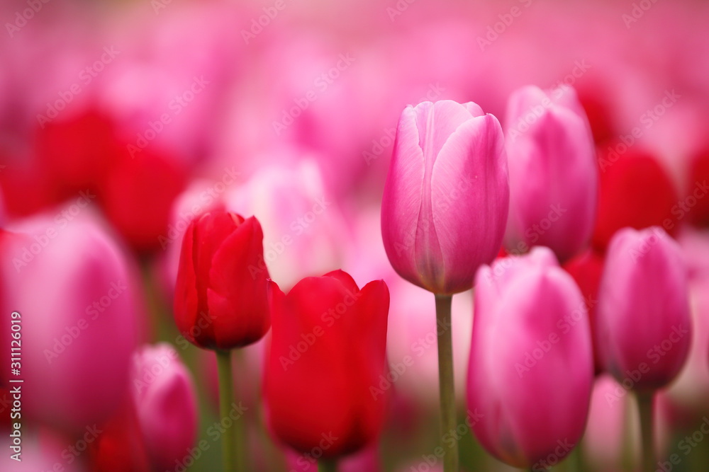 ウインターチューリップの花畑