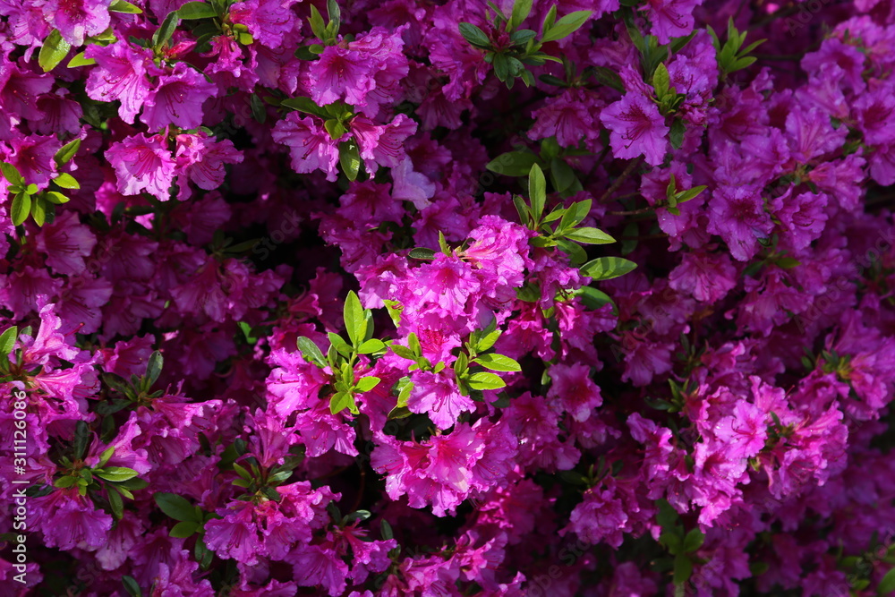 Rhododendron in early spring Rhododendron in early spring