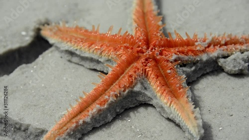 Underbelly of orange starfish moving its tube feet on a beach in Koh Rong Sanloem, Cambodia. photo