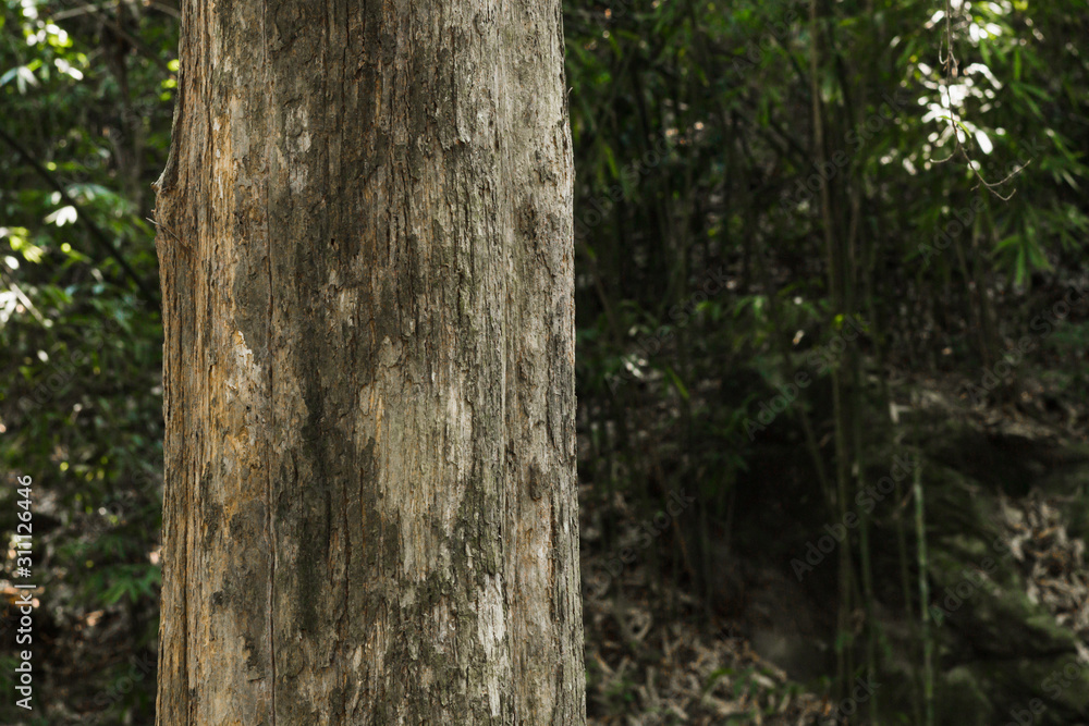 Teak tree in the forest 