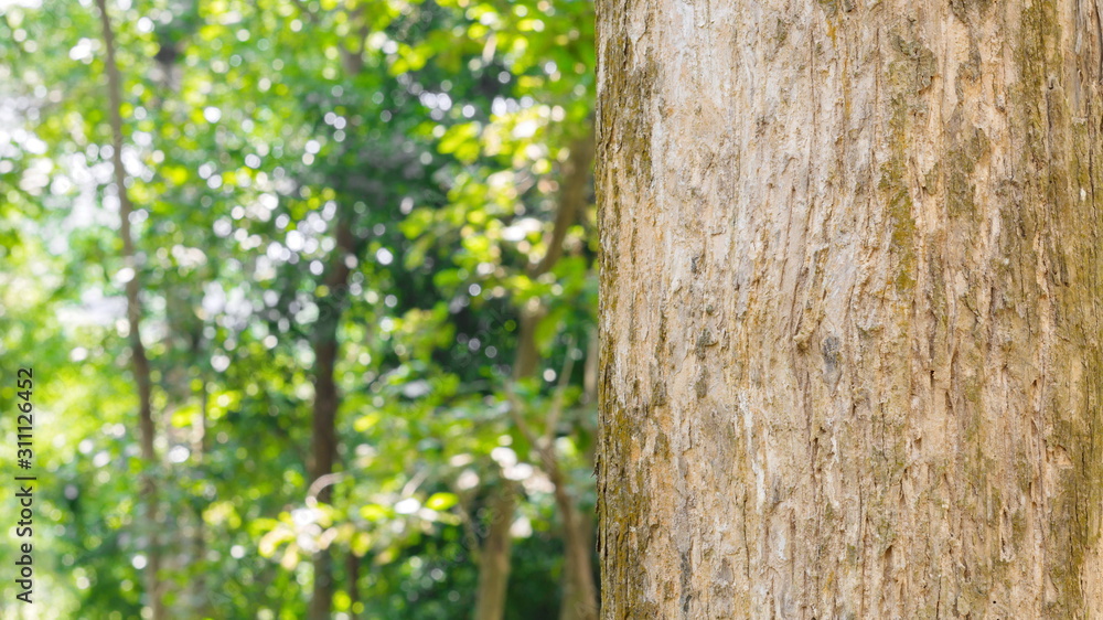 Tree in the forest Blurred Background Tree in the forest Blurred Background