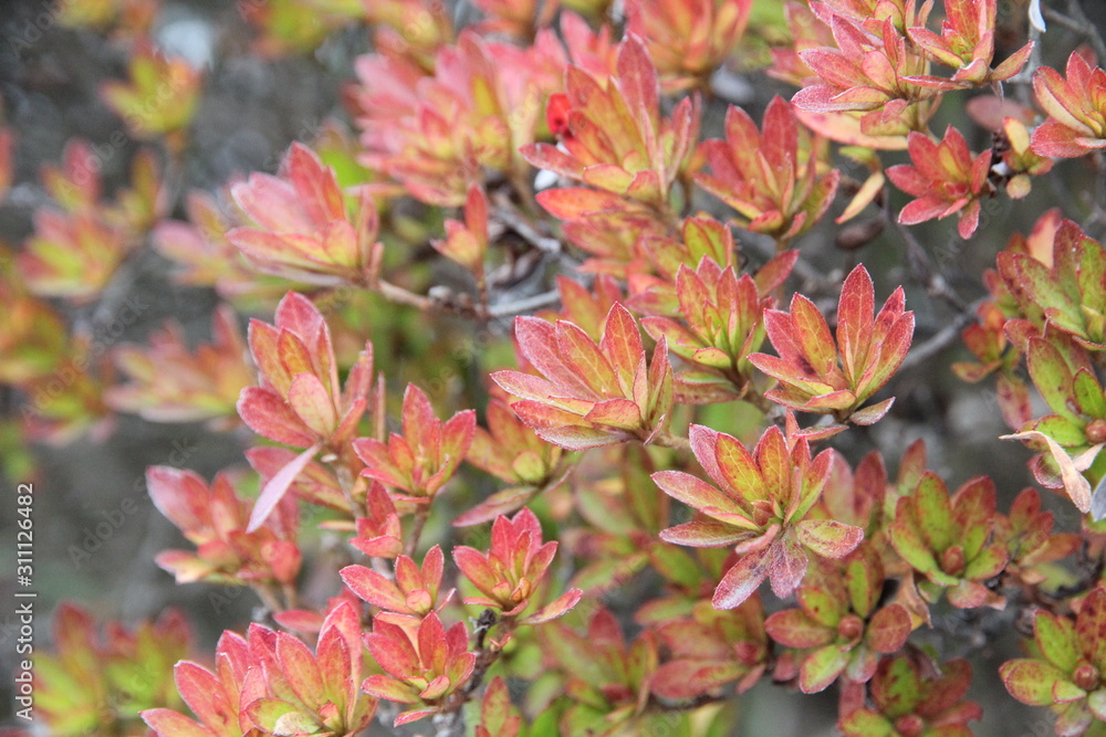 This is an early winter photo of yellowed and green leaves taken outdoors. This is an early winter photo of yellowed and green leaves taken outdoors.