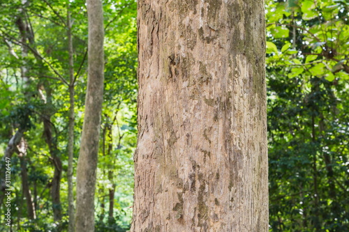 Fototapeta Naklejka Na Ścianę i Meble -  Tree in the forest  Blurred Background