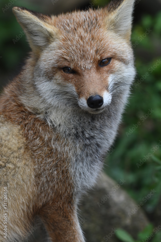 Obraz premium ホンドギツネ