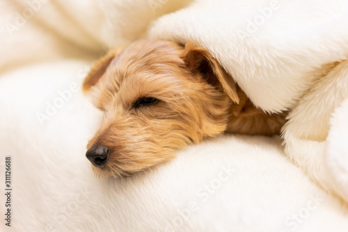 毛布に包まって眠るノーフォークテリア犬