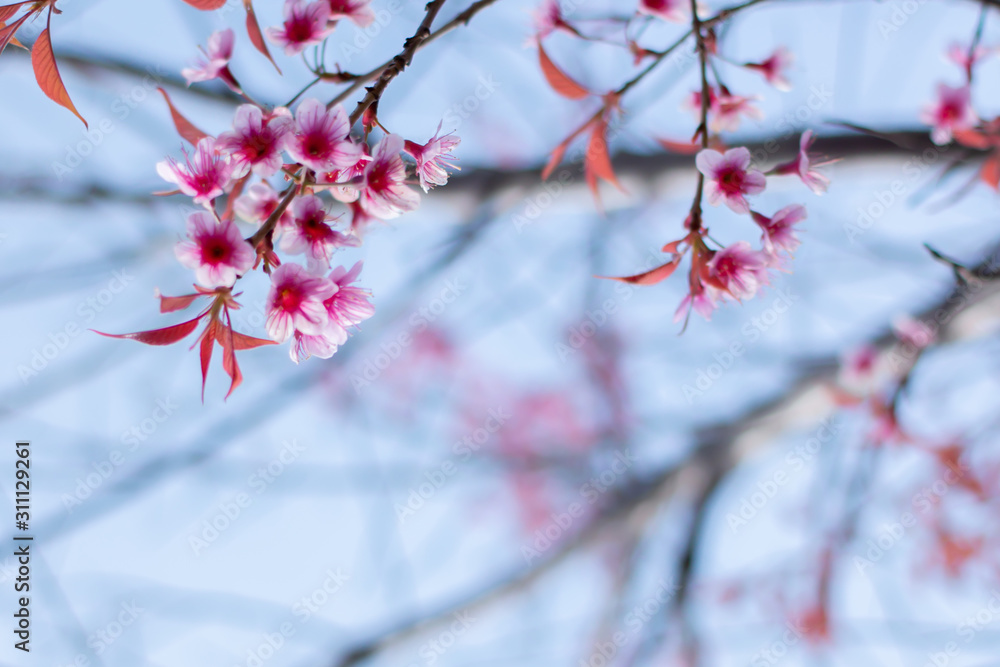 beautiful pink cherry blossom on tree beautiful pink cherry blossom on tree