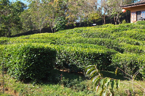 Tea valley in the middle of the valley