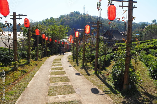 Tea valley in the middle of the valley