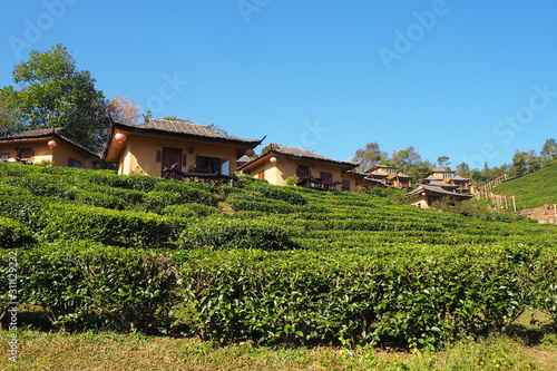 Tea valley in the middle of the valley