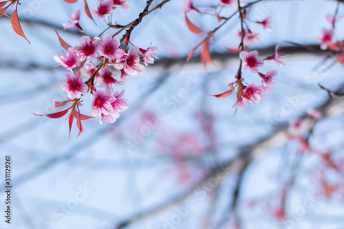 beautiful pink cherry blossom on tree