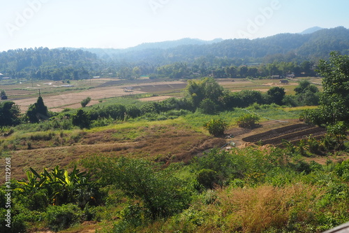 Winter rice field view