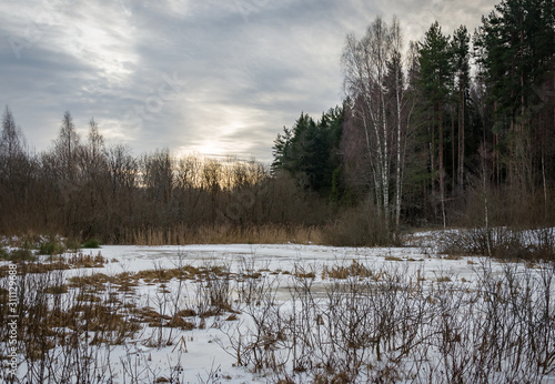 Winter forest in cenral Russia