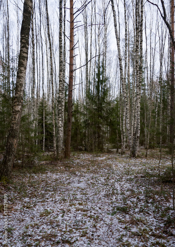 Fototapeta Naklejka Na Ścianę i Meble -  Winter forest in cenral Russia