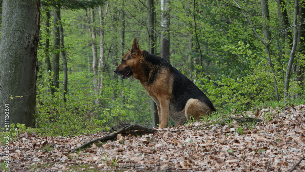 dog in forest.dog in the park dog in forest.dog in the park