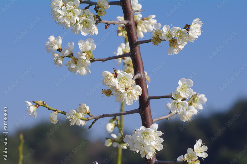 white flowers cherry tree blossom in spring white flowers cherry tree blossom in spring