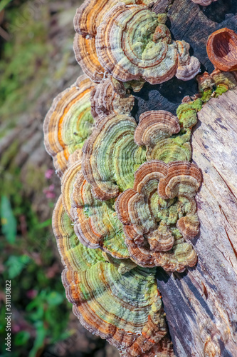 Algae-covered gilled polypore (Lenzites betuline) mushroom growing on a tree stump photo