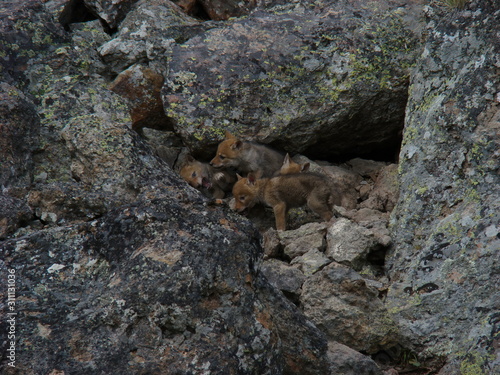 coyoye puppies at play