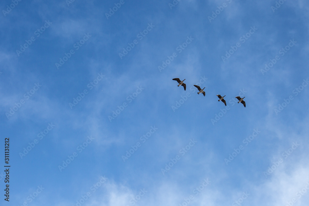 snow geese in flight 