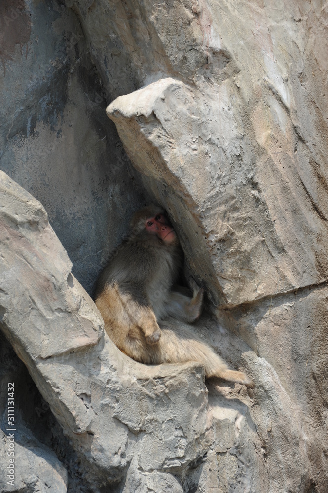 狭い場所に挟まれた上野動物園のニホンザル Stock Photo Adobe Stock