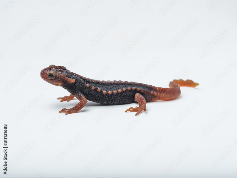 Fototapeta premium Tylototriton uyenoi