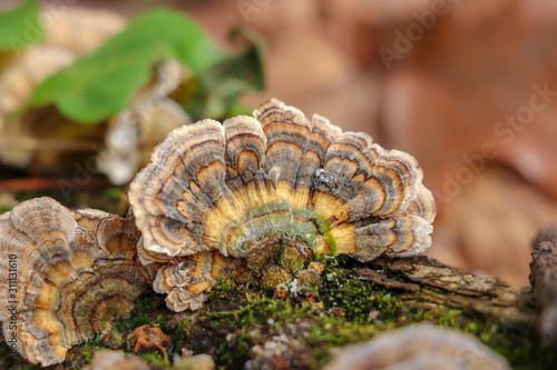 Brown turkey tail (Trametes versicolor) mushroom with a yellow stripe