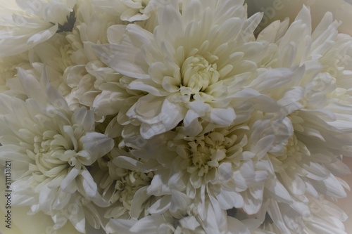 closeup of white flowers © Brooklyn