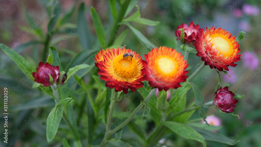 Everlasting flowers Red, orange, forever, with yellow in the middle, is blooming beautifully Everlasting flowers Red, orange, forever, with yellow in the middle, is blooming beautifully