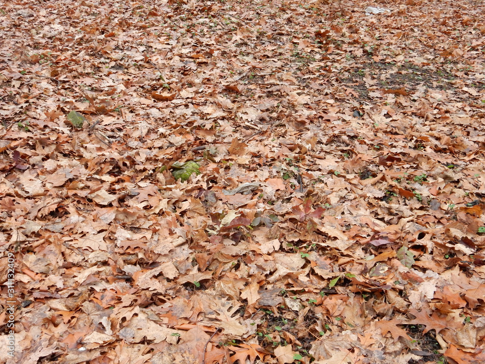 dried brown leaves of northern canadian oak on autumn grass