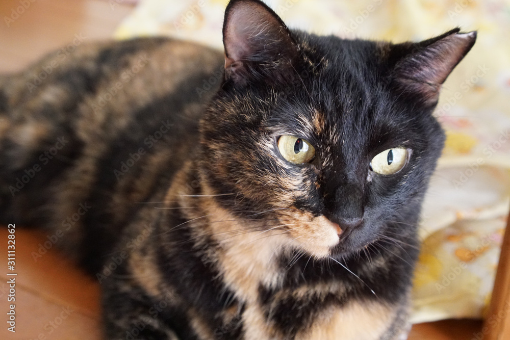 床に寝ているサビ猫 床に寝ているサビ猫