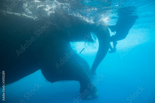 Mahout and elephant swimming together to show the relationship between humans and elephants in daily life  Chonburi  Thailand