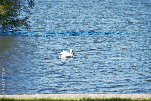 Bird on Lake