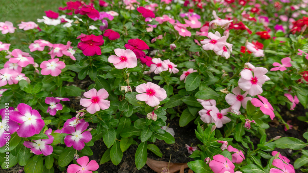 Field of pretty petite pink, white and red petals of Cape Periwinkle blooming on green leaves, small bud in a park, know as Bright eye, Indian and Madagascar Periwinkle, Pinkle-pinkle plant