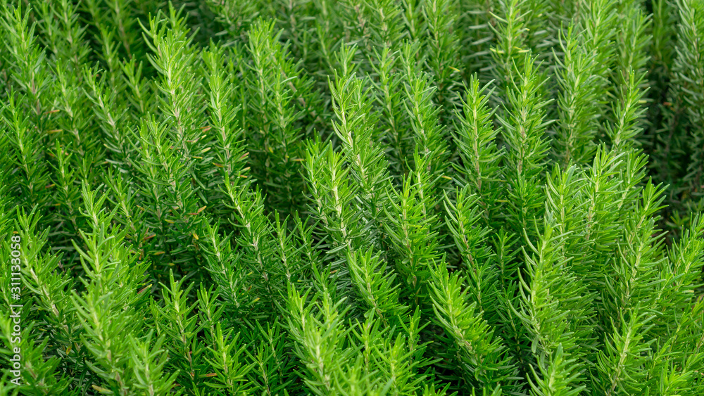 Rosemary fragrant herb is edible woody perennial plant with greenery needle-like leaves in traditional English cottage backyard planting Sensory organic garden Rosemary fragrant herb is edible woody perennial plant with greenery needle-like leaves in traditional English cottage backyard planting Sensory organic garden