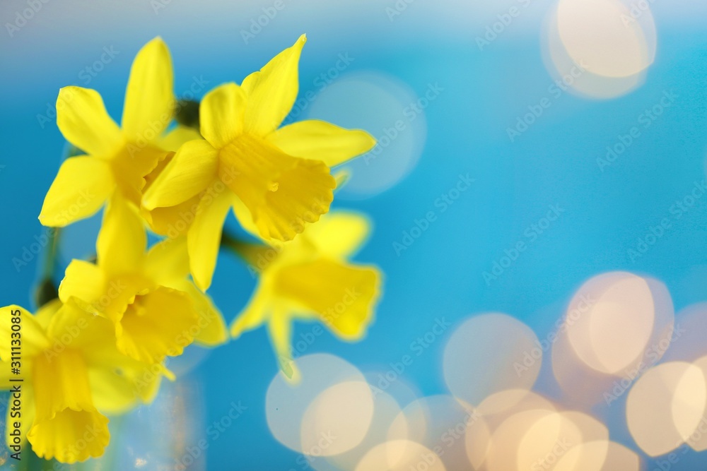 Fototapeta premium daffodils bouquet on a bright blue background with yellow bokeh. The first spring flowers. Yellow-blue floral spring background.