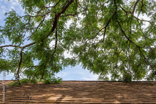 tree branch hitting roof 