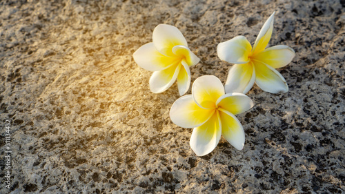 yellow petals of Plumeria blooming fall down on grey rough surface skin of granite stone background under sunlight, with copy space, this fragrant flower know as another name are Temple tree