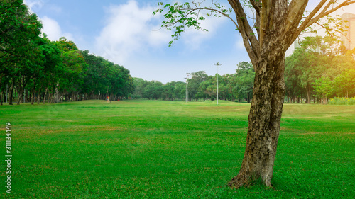 Big tree on fresh green grass smooth large lawn yard  good maintenance lanscapes in apublic park garden under blue sky