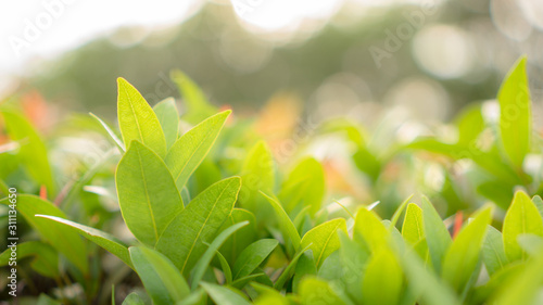 Blurry leaf background, Fresh green and red young leaves and small buds of Australian brush cherry plant in the garden for landscaping design, Know as Creek pilly, Creek satinash  photo